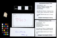 Foto (Objekt + Etikett) von Goniodromites sp.  (NHMW-GEO-2014-0194-0703)